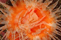 Anemone